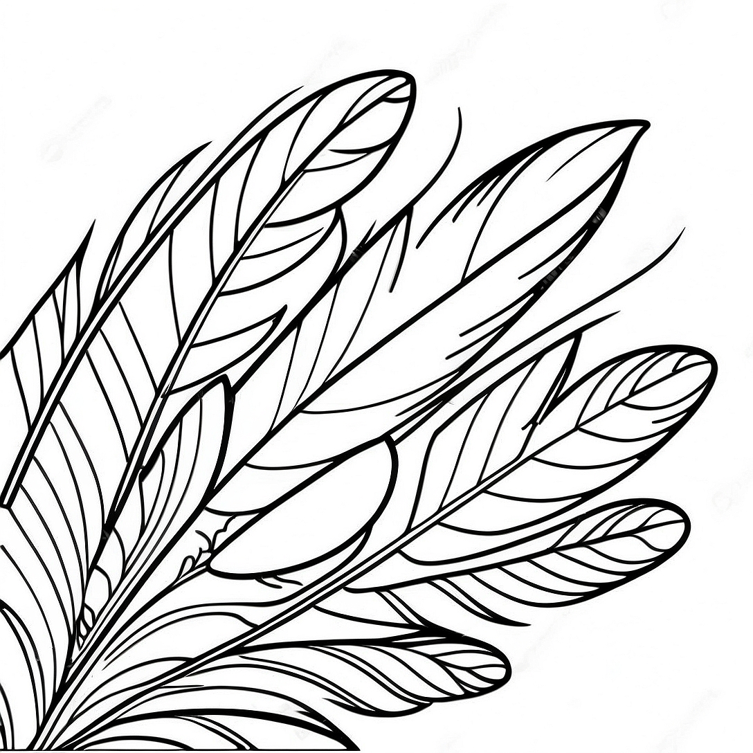 Turkey Feather Coloring Page | Turkey Feather coloring page