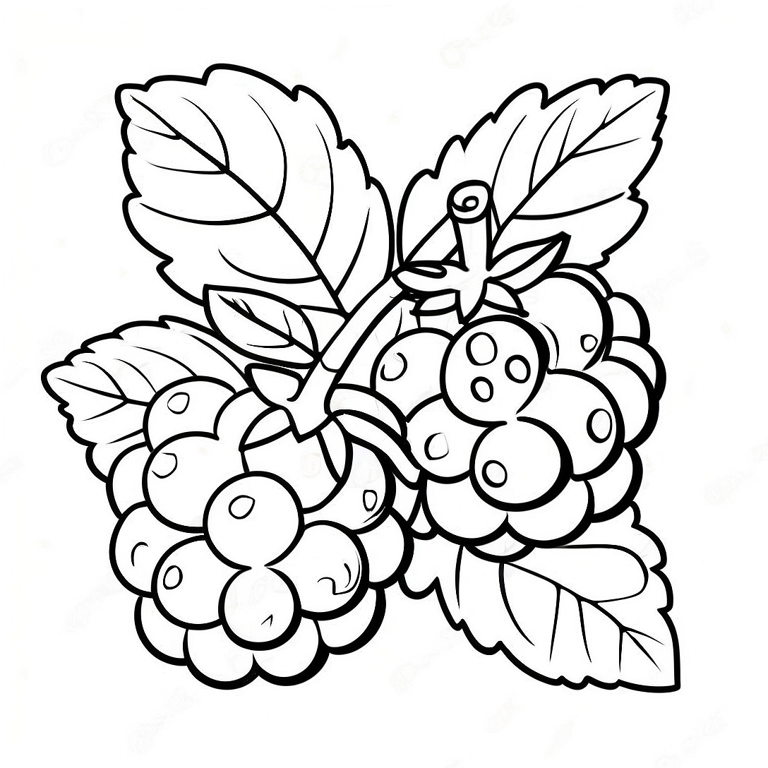 Raspberry Fruit Coloring Page | Raspberry coloring page
