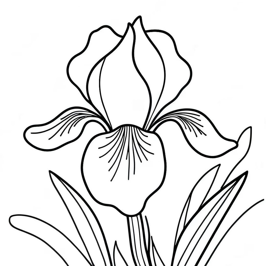 Iris Flower Coloring Page | Iris coloring page