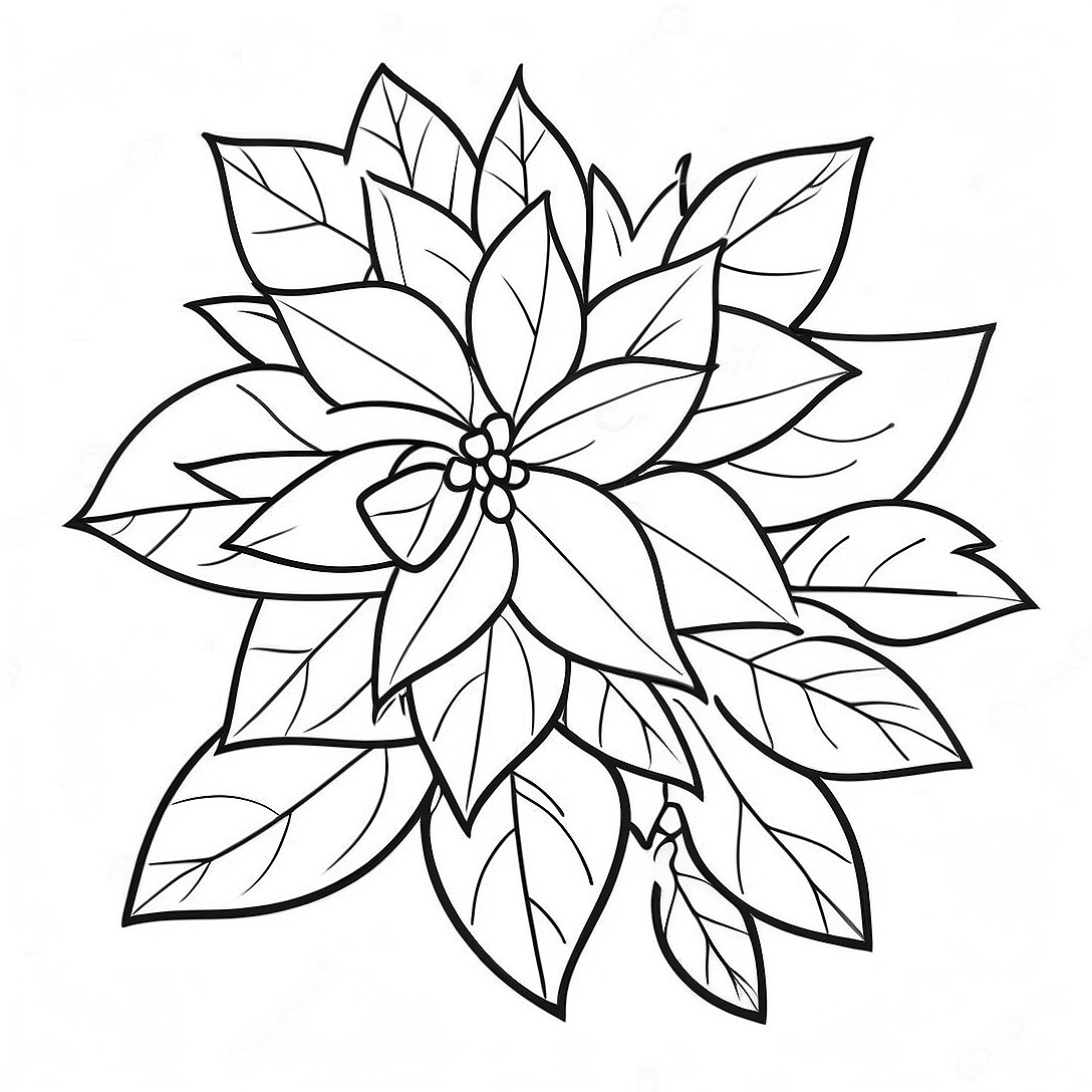 Christmas Poinsettia Coloring Page | Christmas Poinsettia coloring page