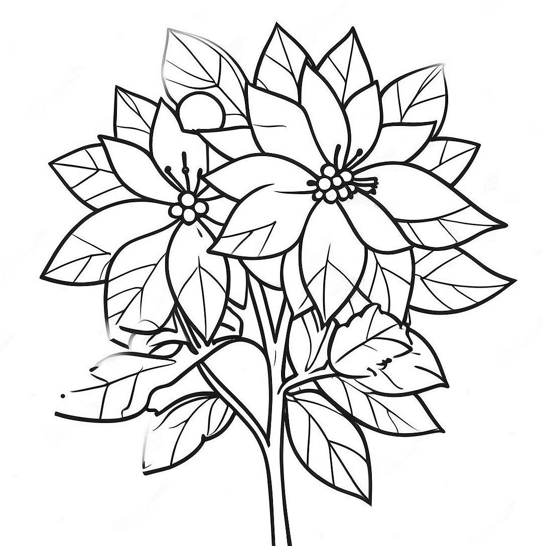 Festive Poinsettia Plant Coloring Page | Christmas Poinsettia coloring page
