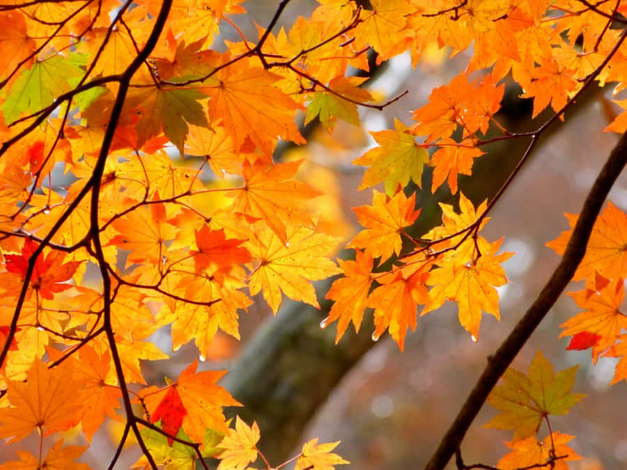 1024 X 768 Autumn 桌布