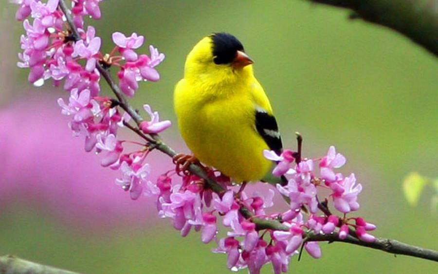 1920x1080 HD Birds 桌布