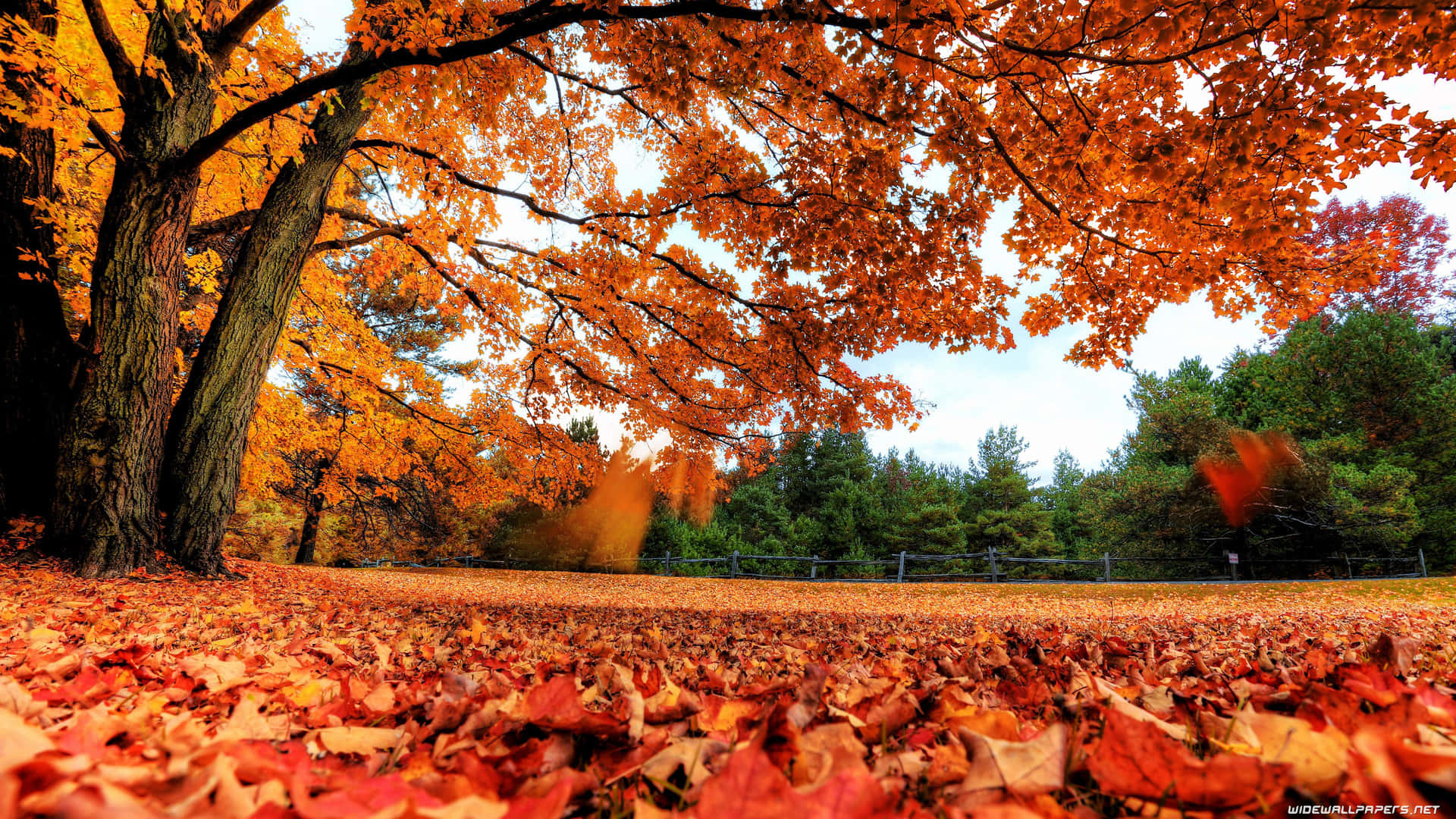 3840 X 2160 Autumn 桌布