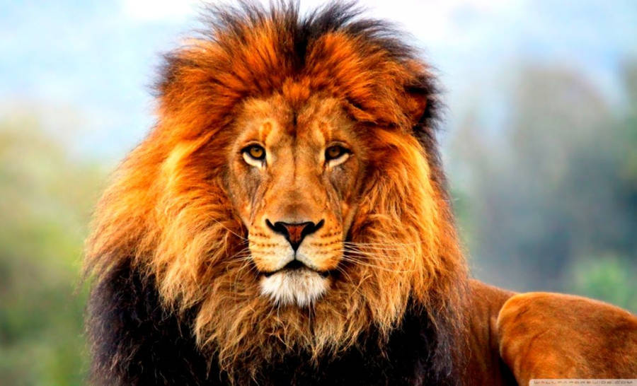 3d Lion 桌布