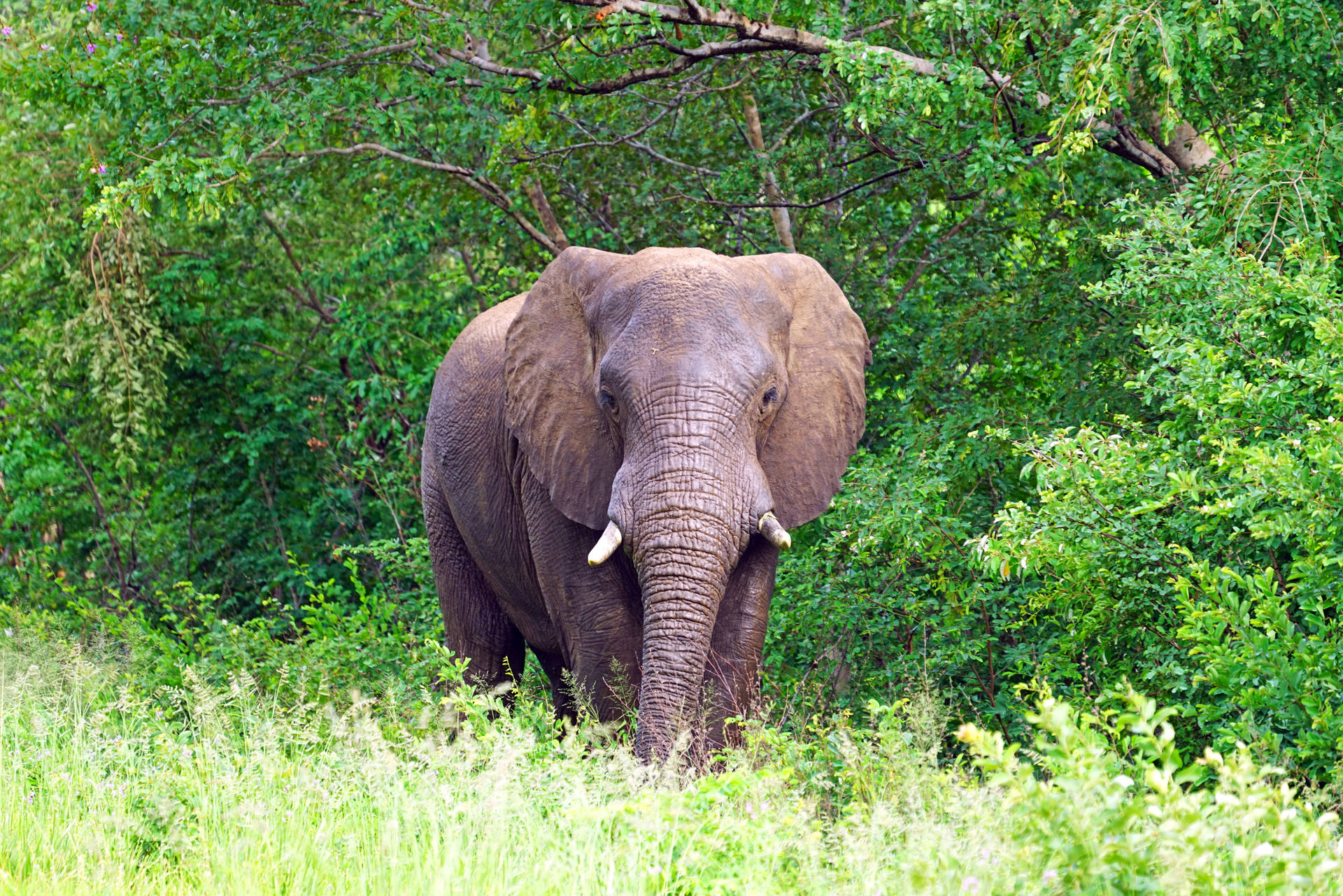 Animal African bush elephant Elephants HD Wallpaper | Background Image