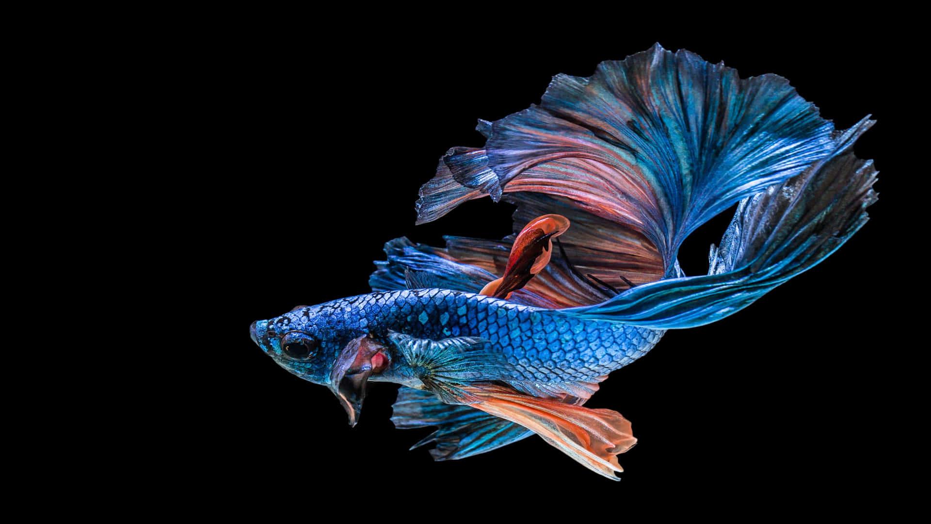 4K Fish 桌布
