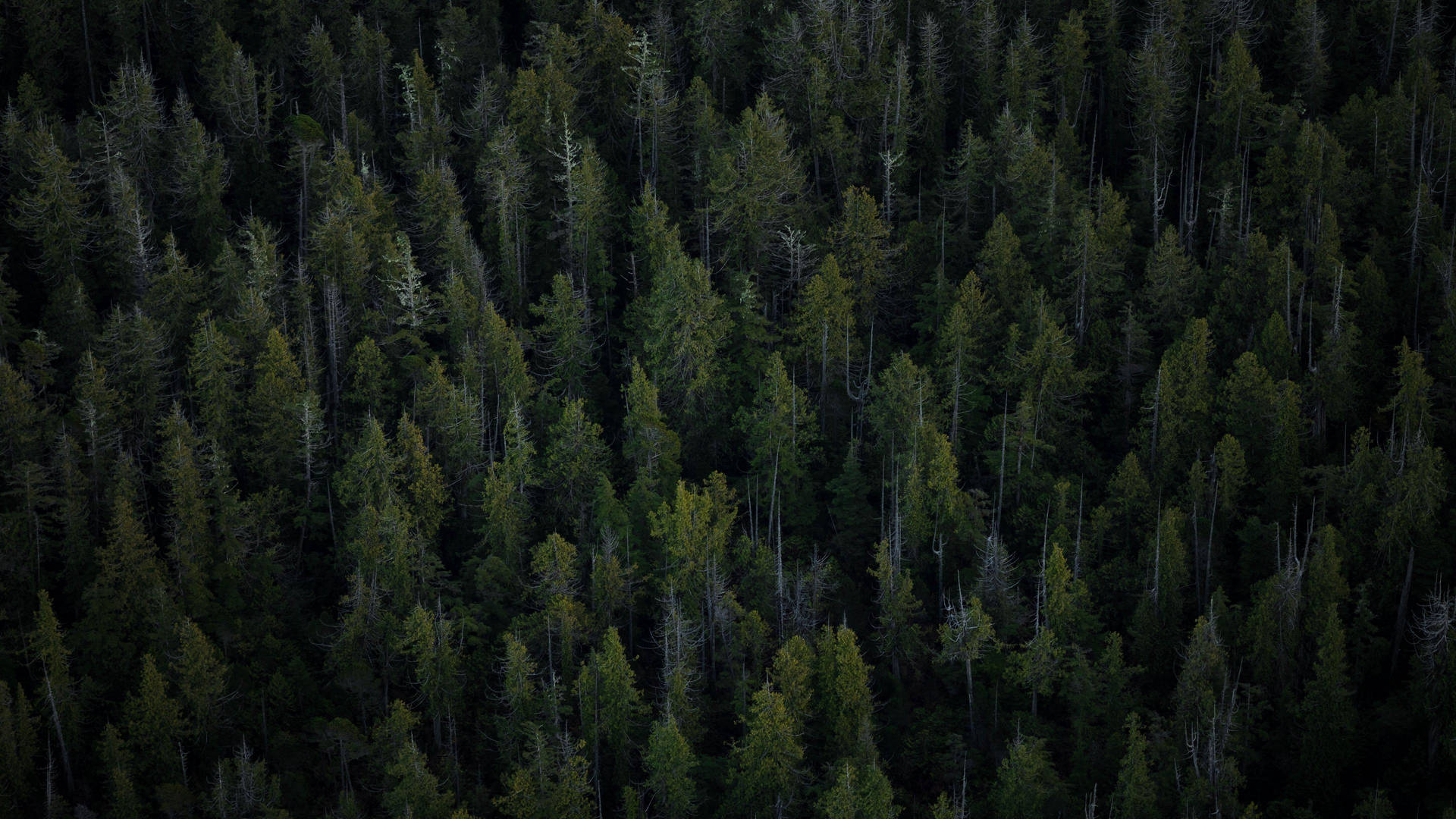 4K Forest 桌布