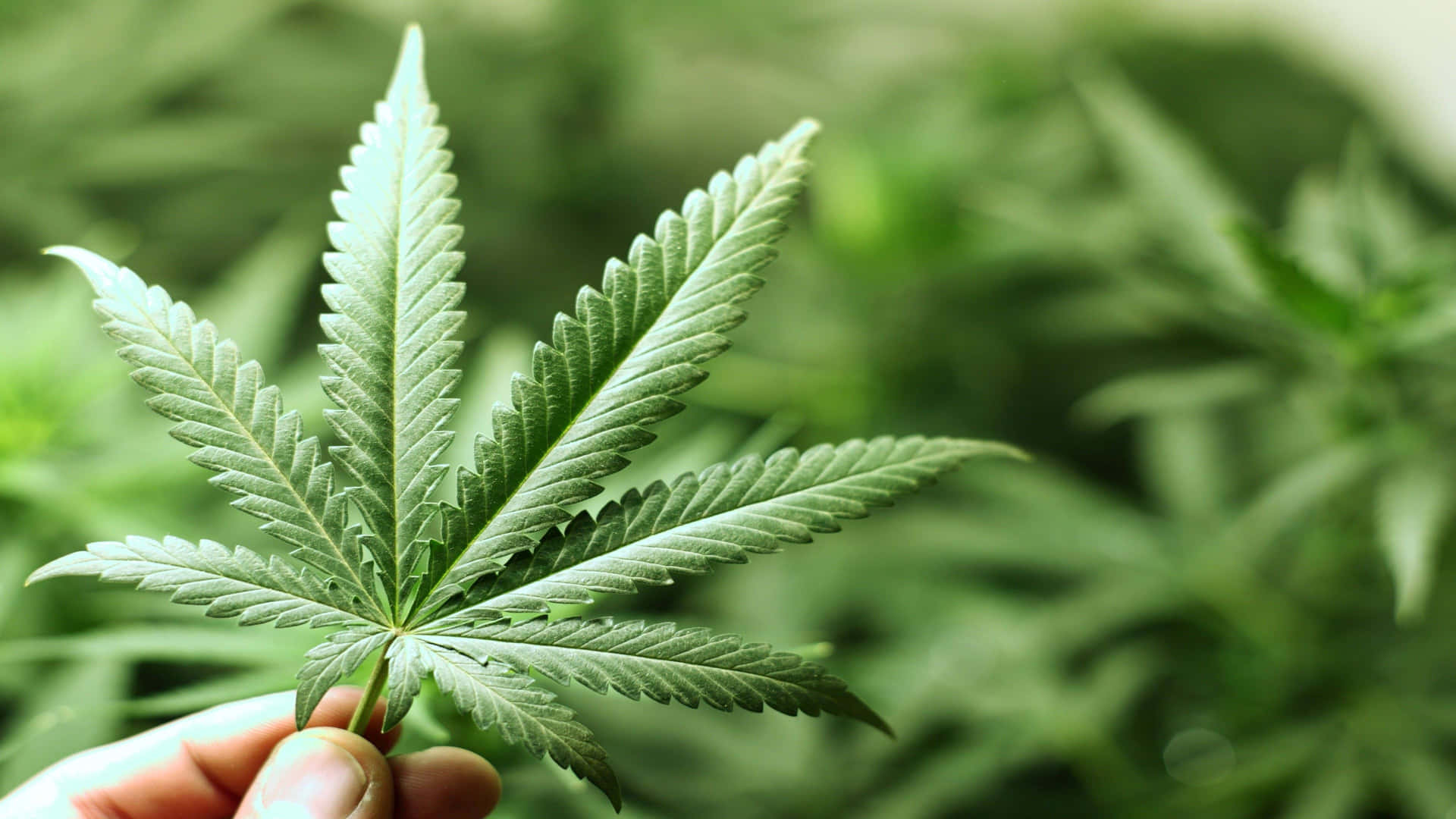 4K Marijuana 桌布