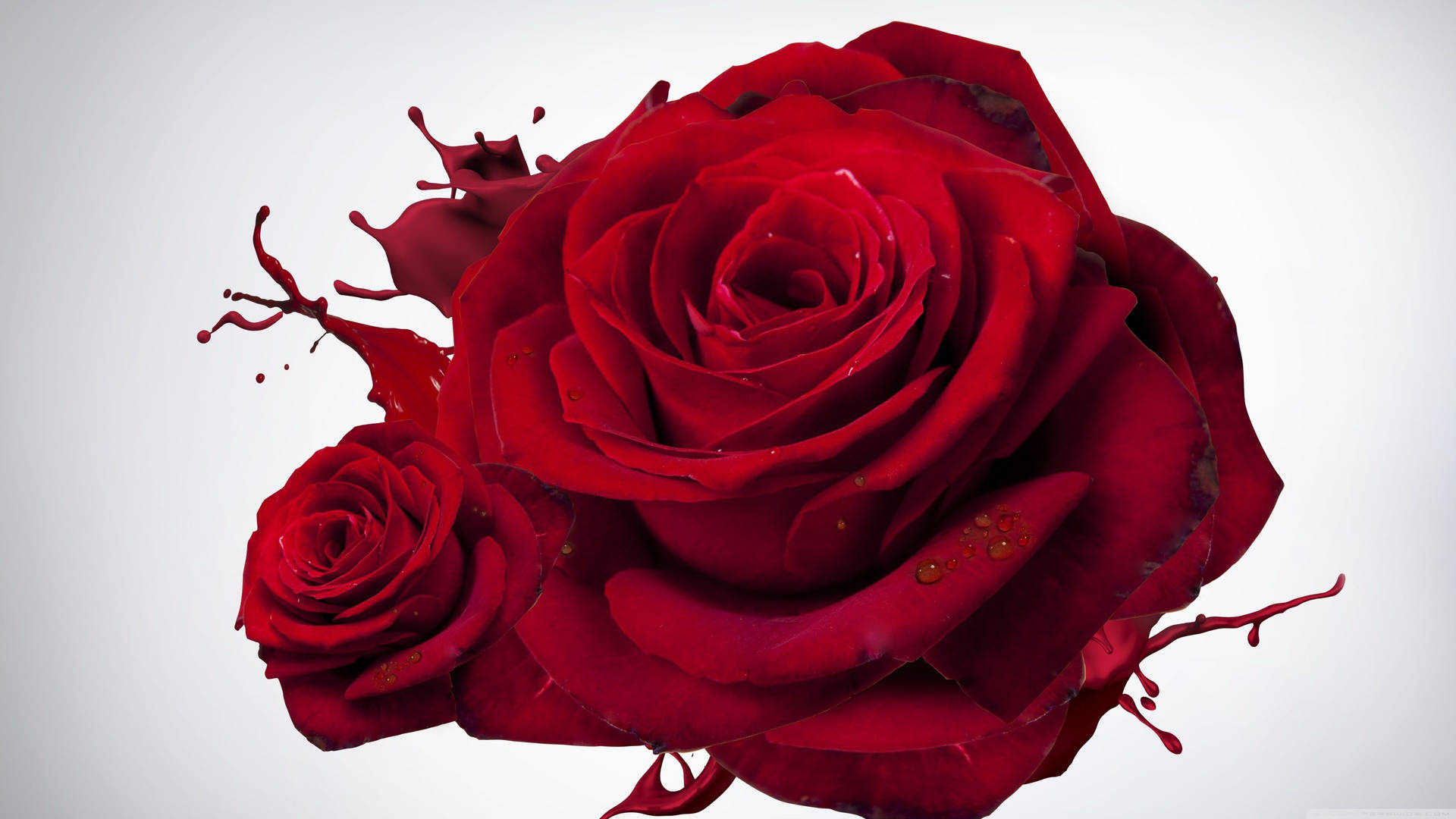 4K Rose 桌布