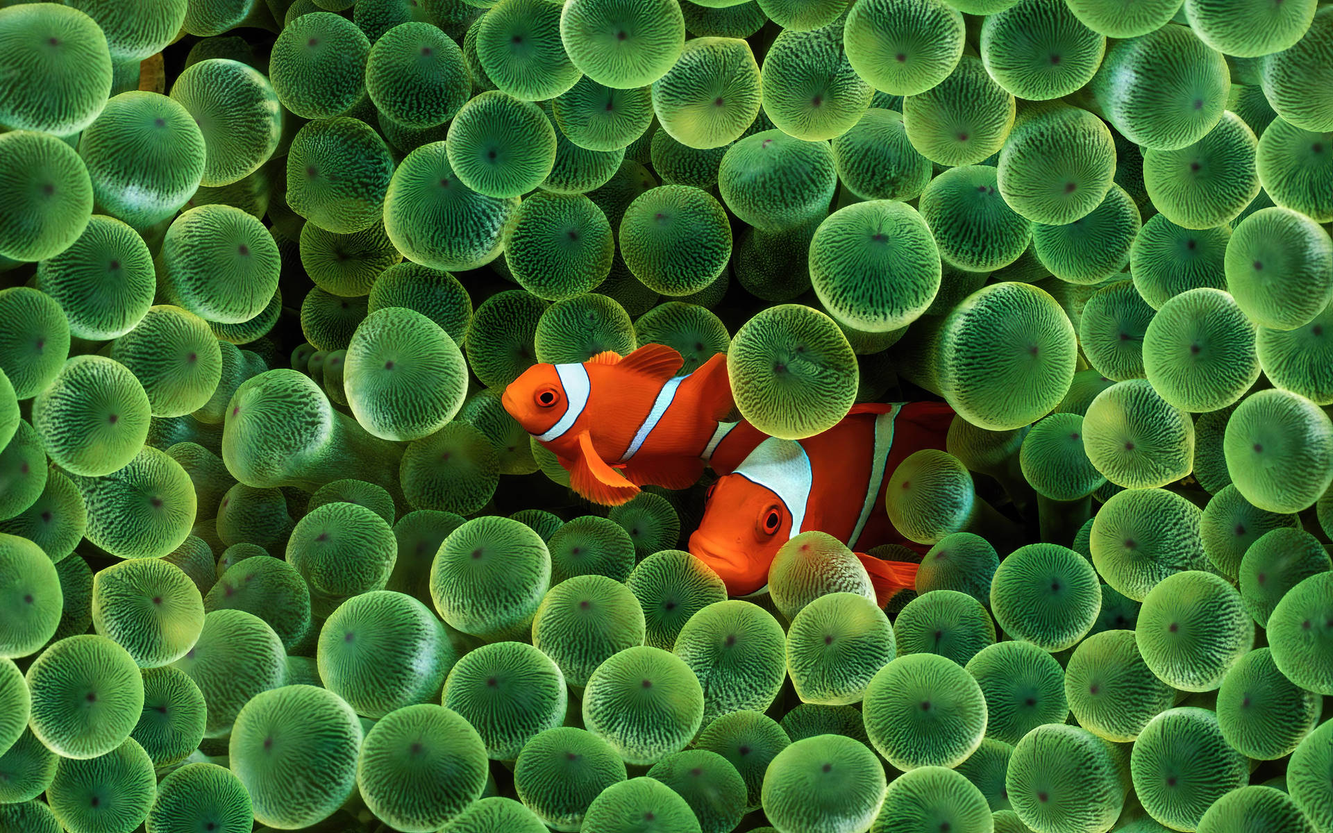 4K Ultra HD Fish 桌布