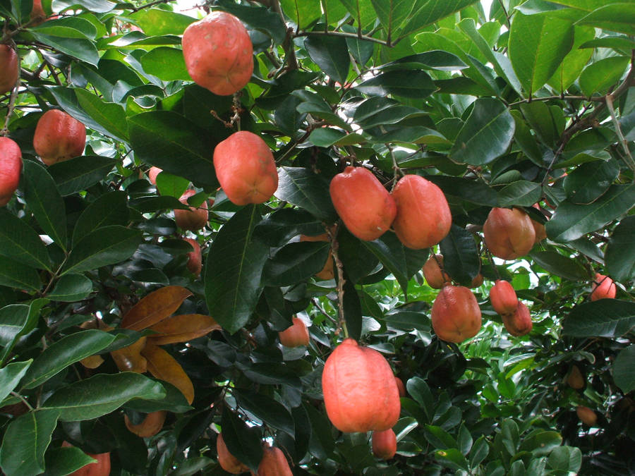 Ackee 桌布