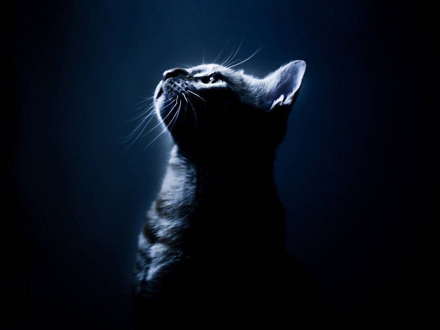 Aesthetic Dark Blue 桌布