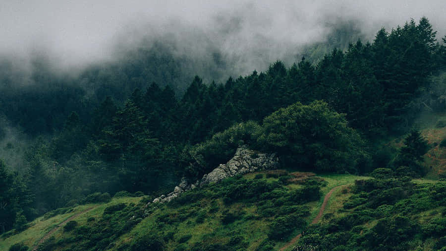 Aesthetic Nature 桌布