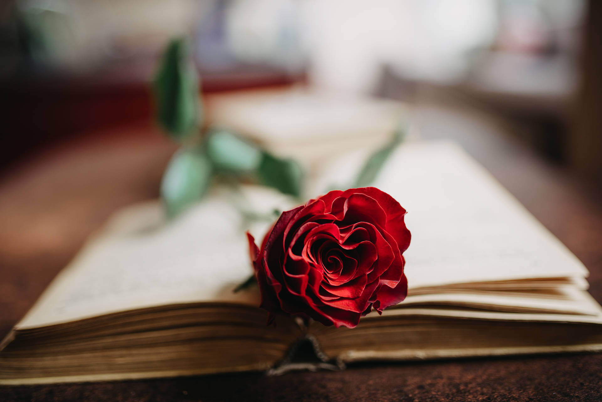 Preview wallpaper rose, flower, petals, book, aesthetics