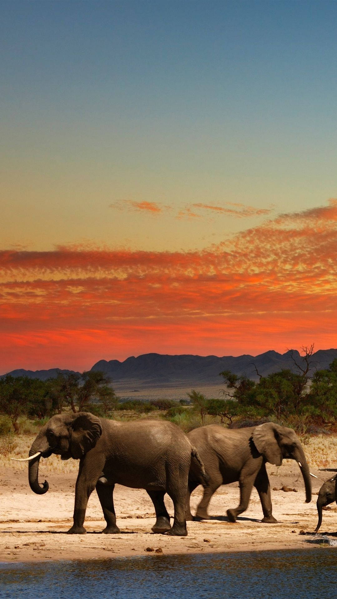 Africa iPhone 桌布