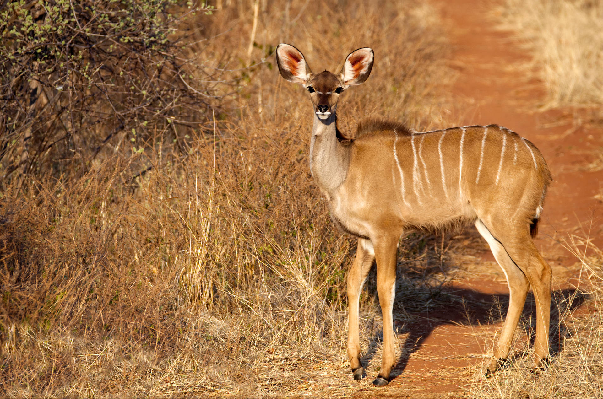 African Animals 桌布