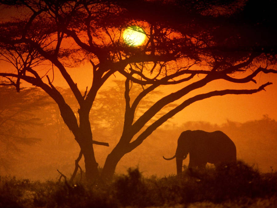 Animal African bush elephant Elephants HD Wallpaper | Background Image