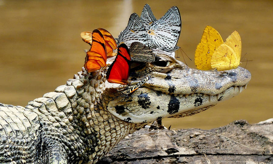 Alligator 桌布
