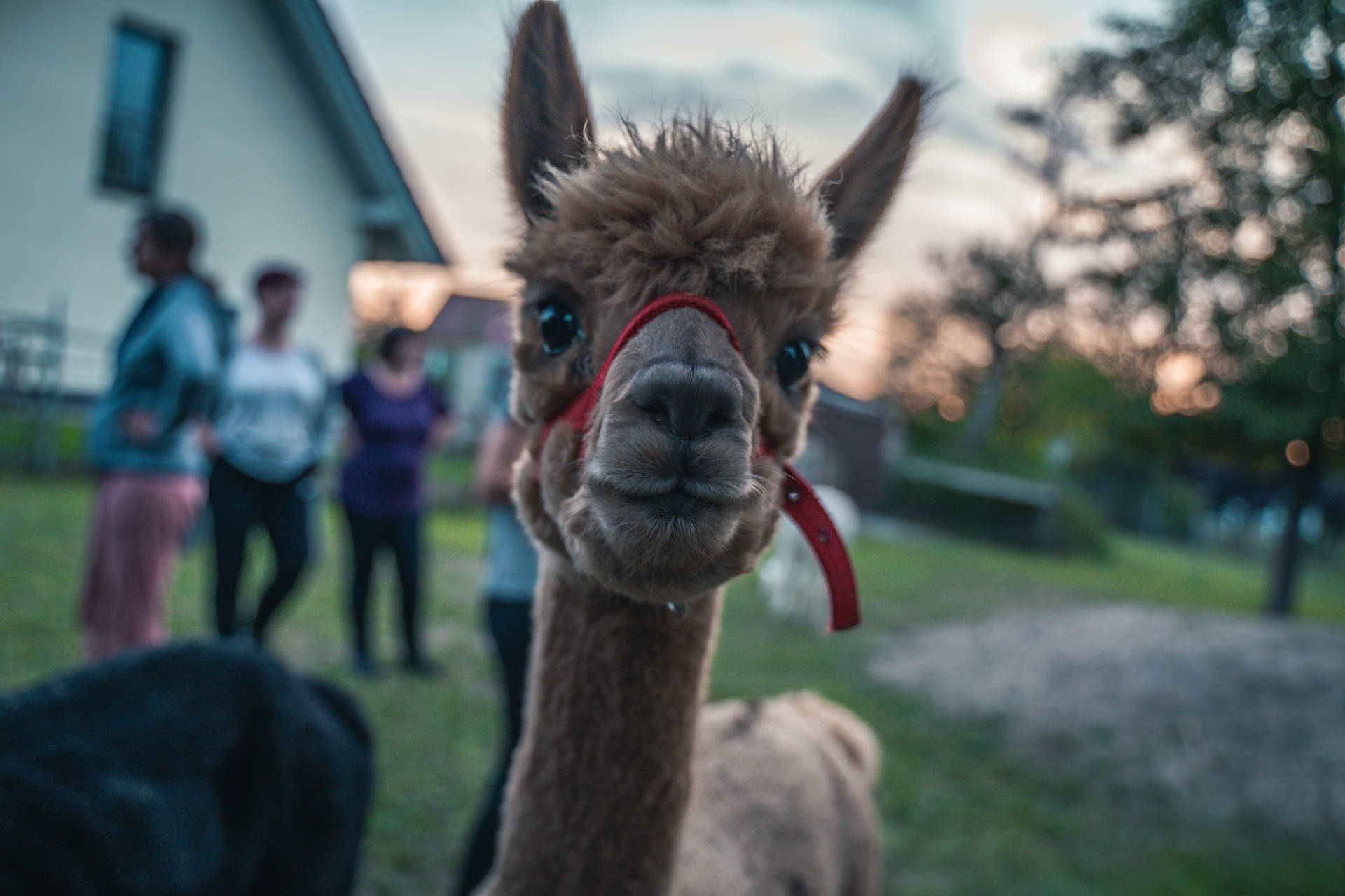 Alpaca 桌布