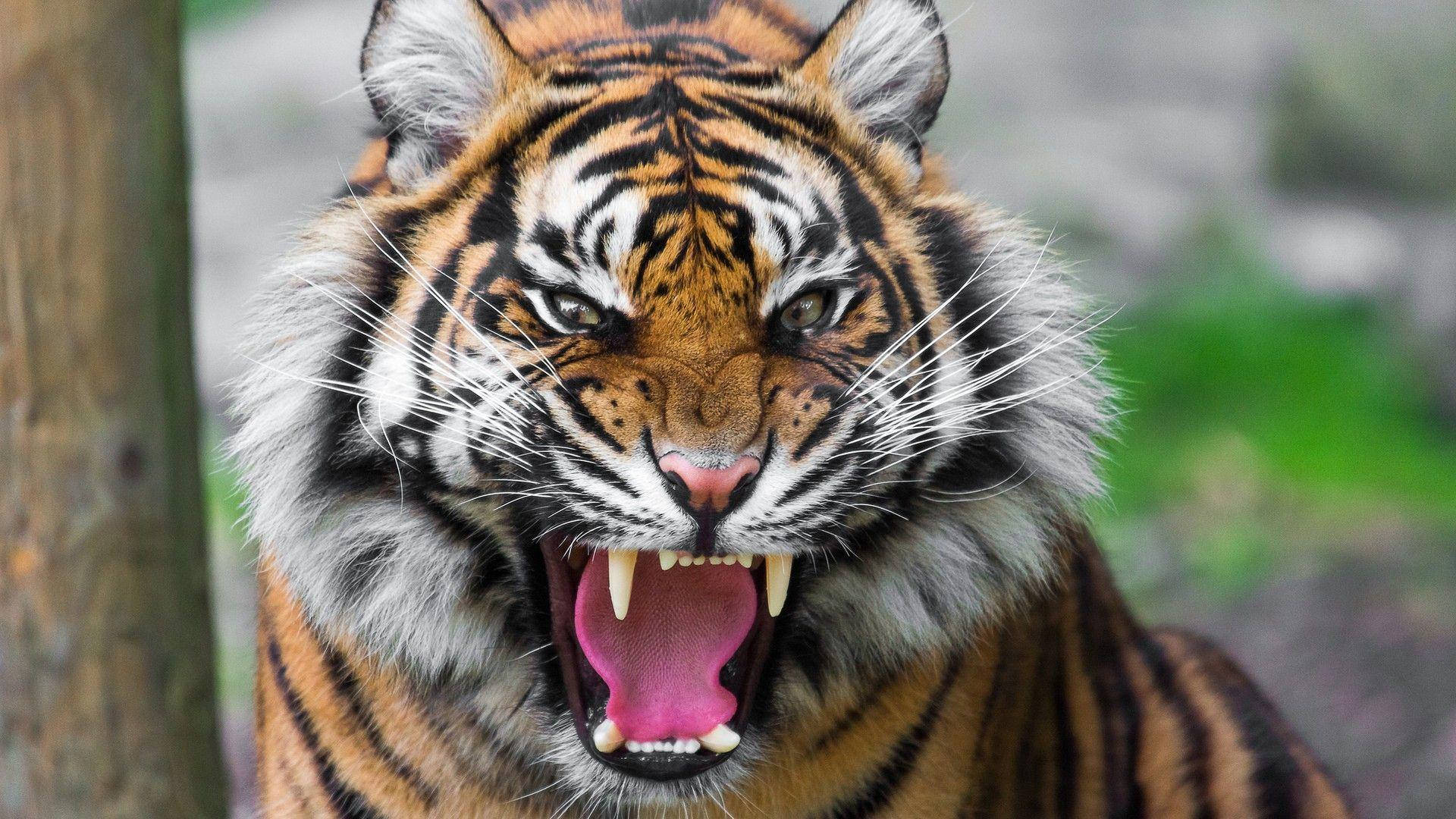 Angry Tiger 桌布