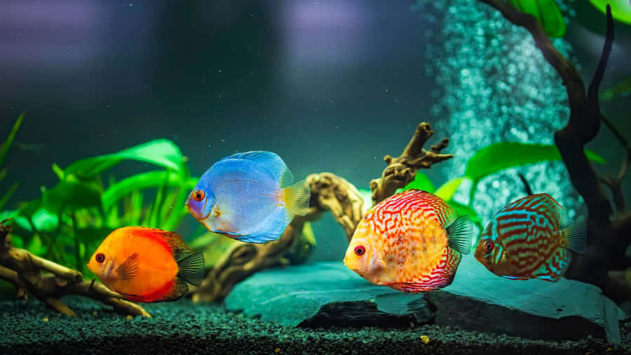 Aquarium Fish Tank 桌布