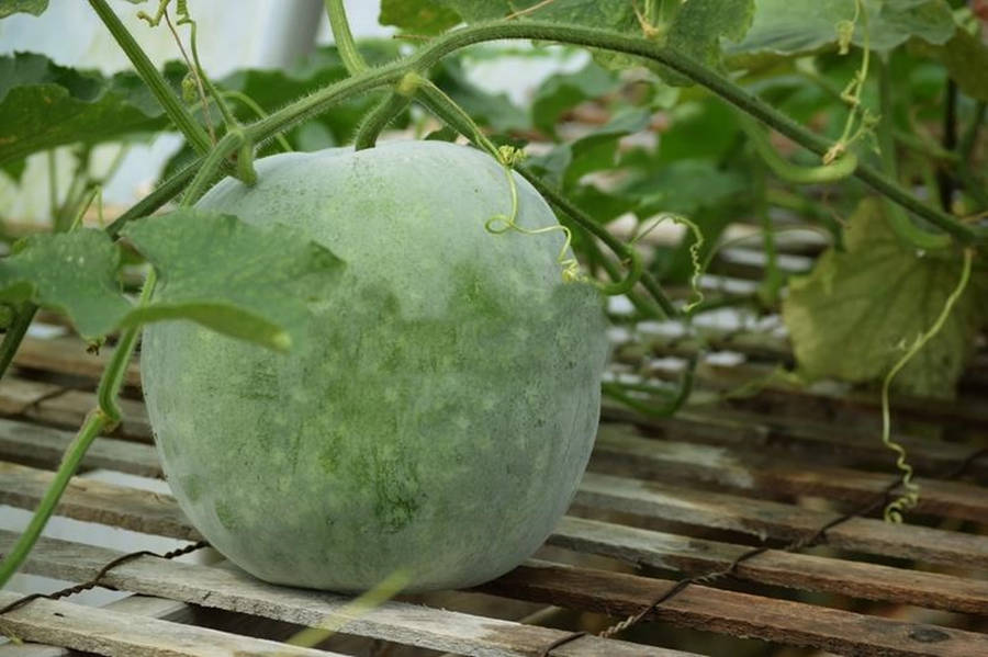 Ash Gourd 桌布
