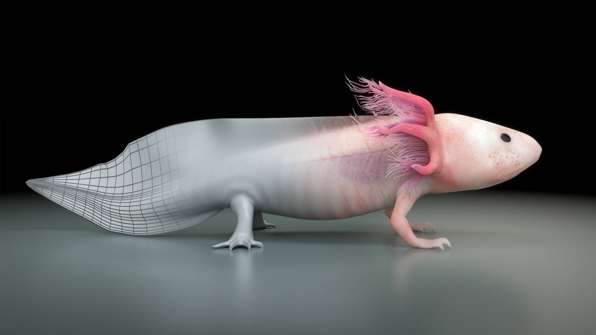 Axolotl 桌布