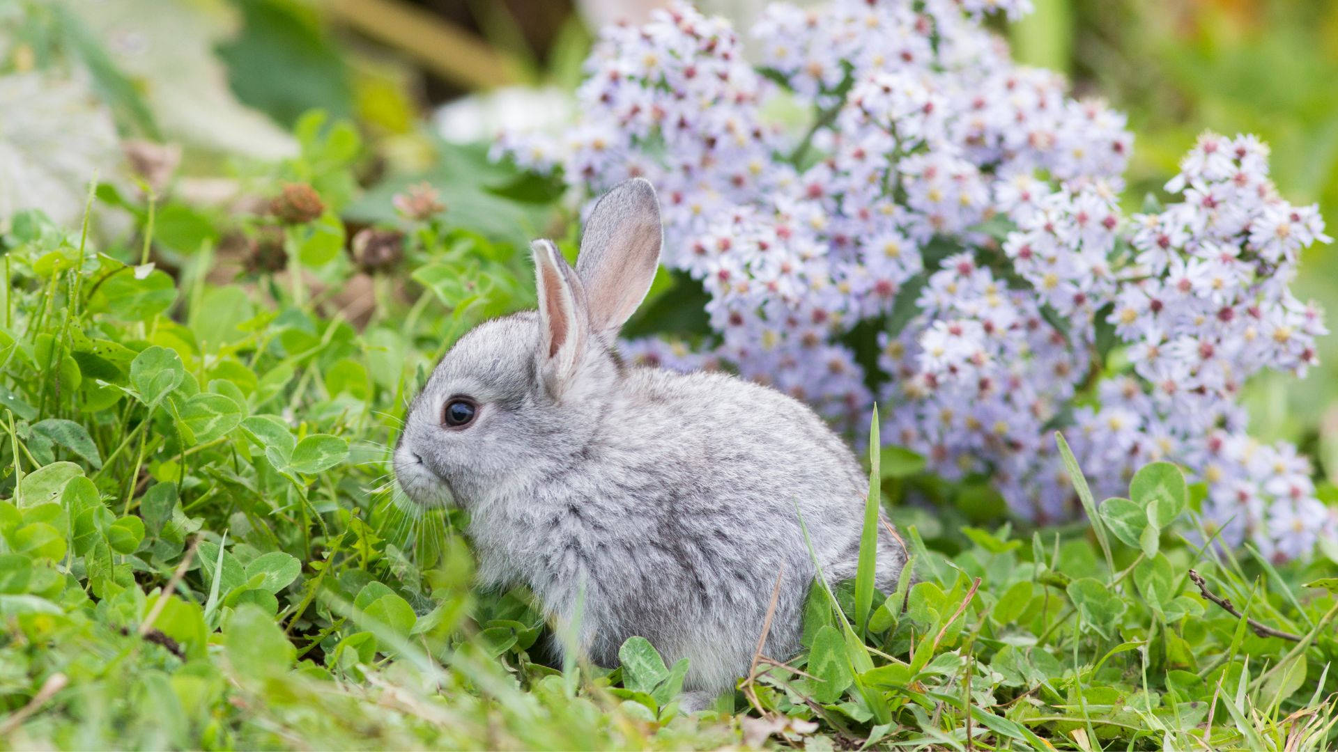 Baby Bunny 桌布