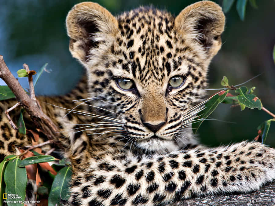 Baby Cheetah 桌布