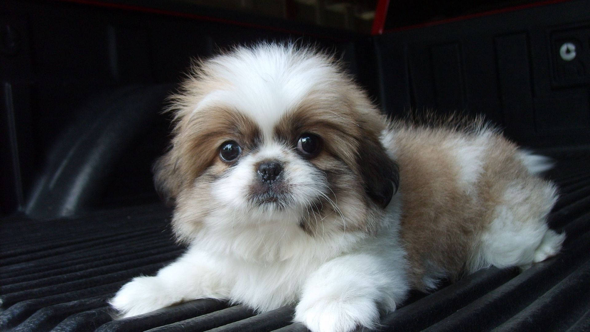 Baby Dog 桌布