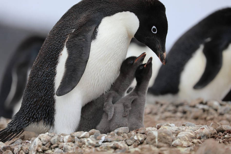Baby Penguin 桌布