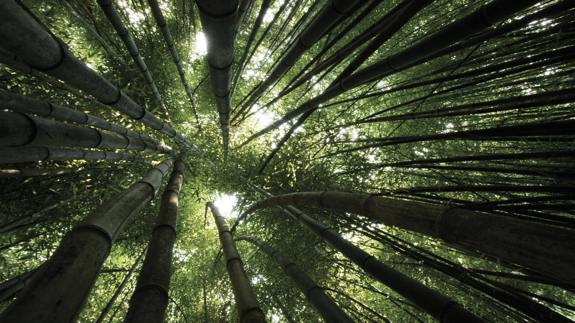 Earth Bamboo HD Wallpaper | Background Image