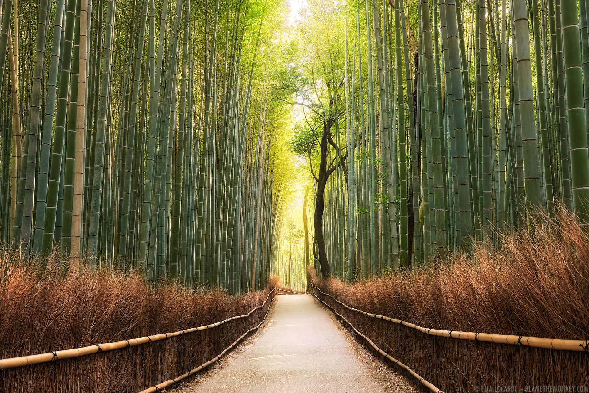 Bamboo Forest 桌布