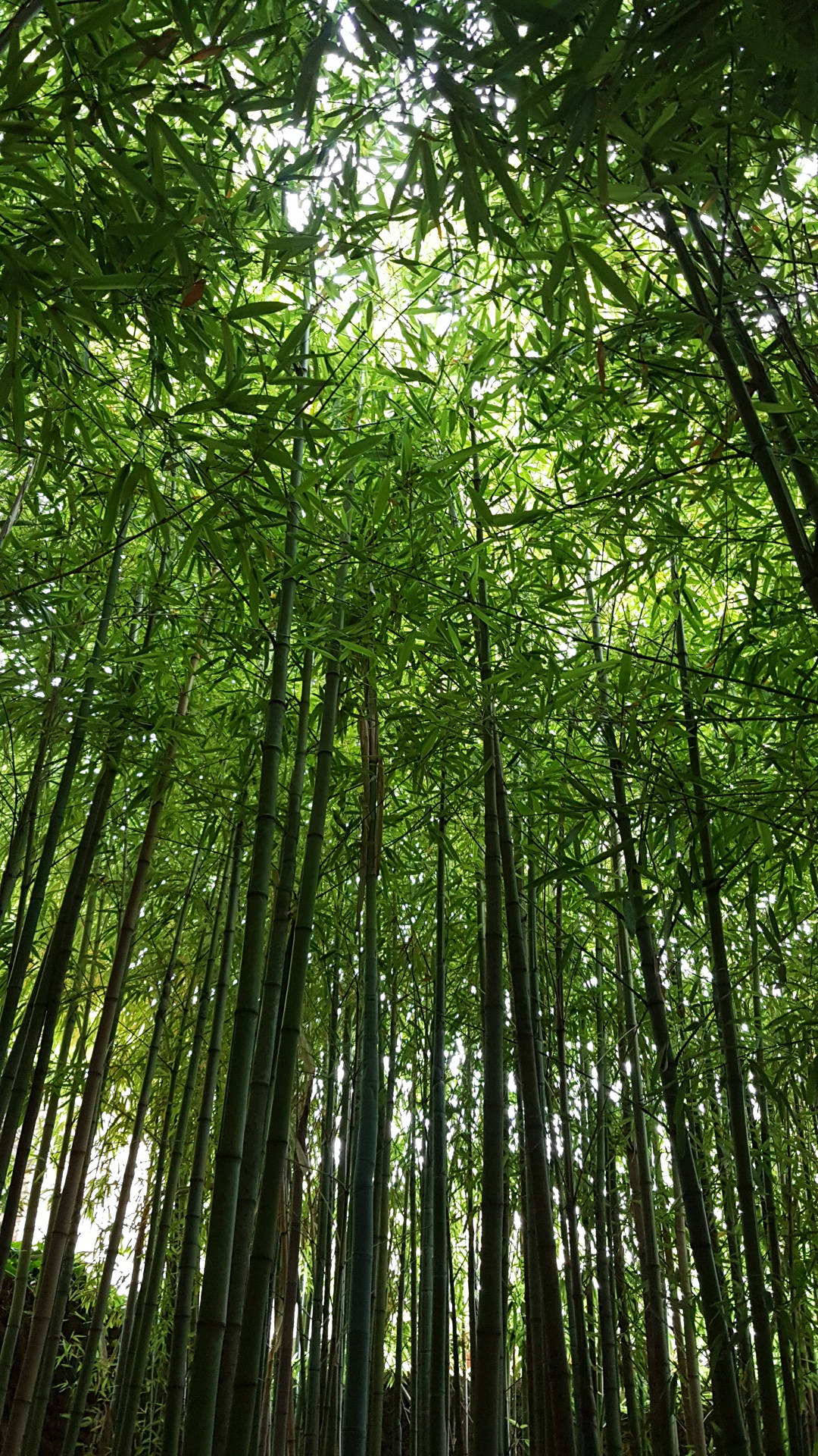 Bamboo Forest iPhone 桌布
