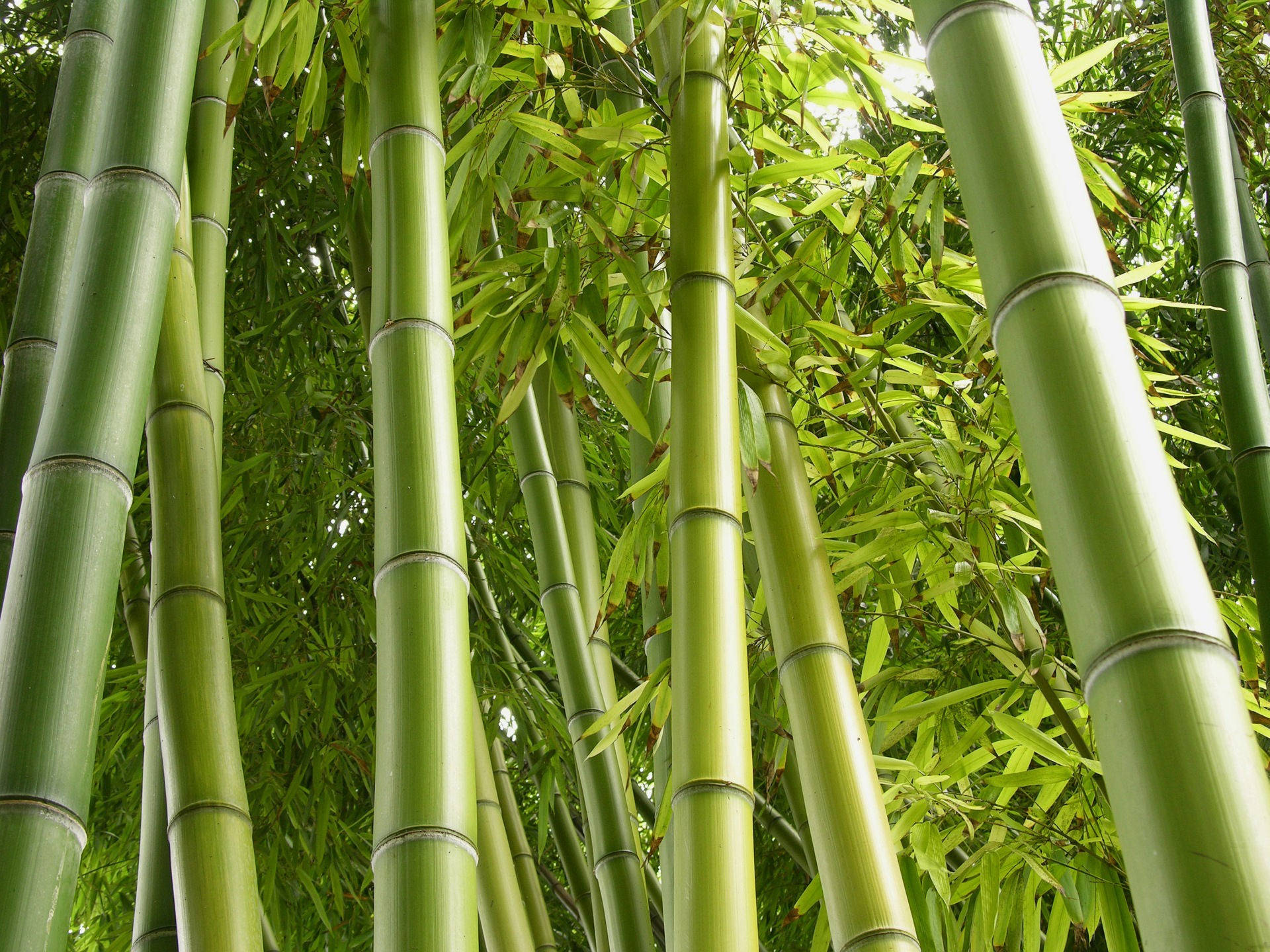 Earth Bamboo HD Wallpaper | Background Image