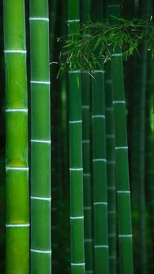 Bamboo Phone 桌布
