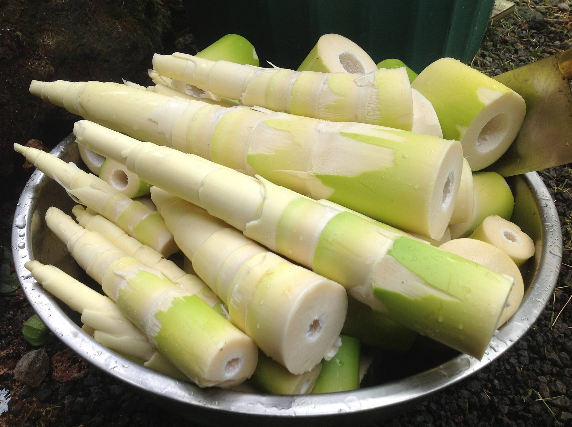 Bamboo Shoots 桌布