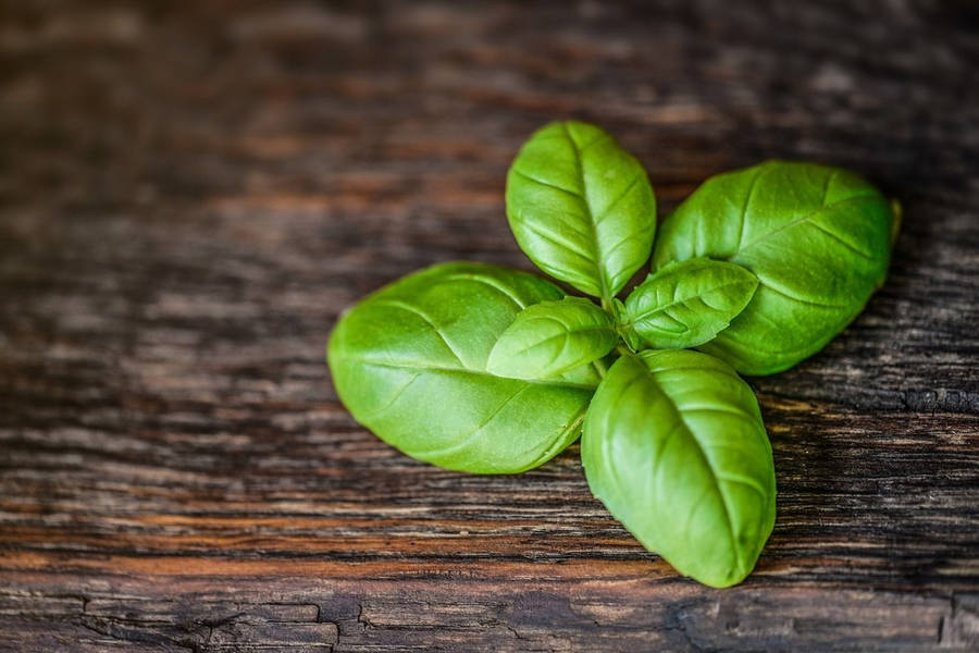 Basil 桌布