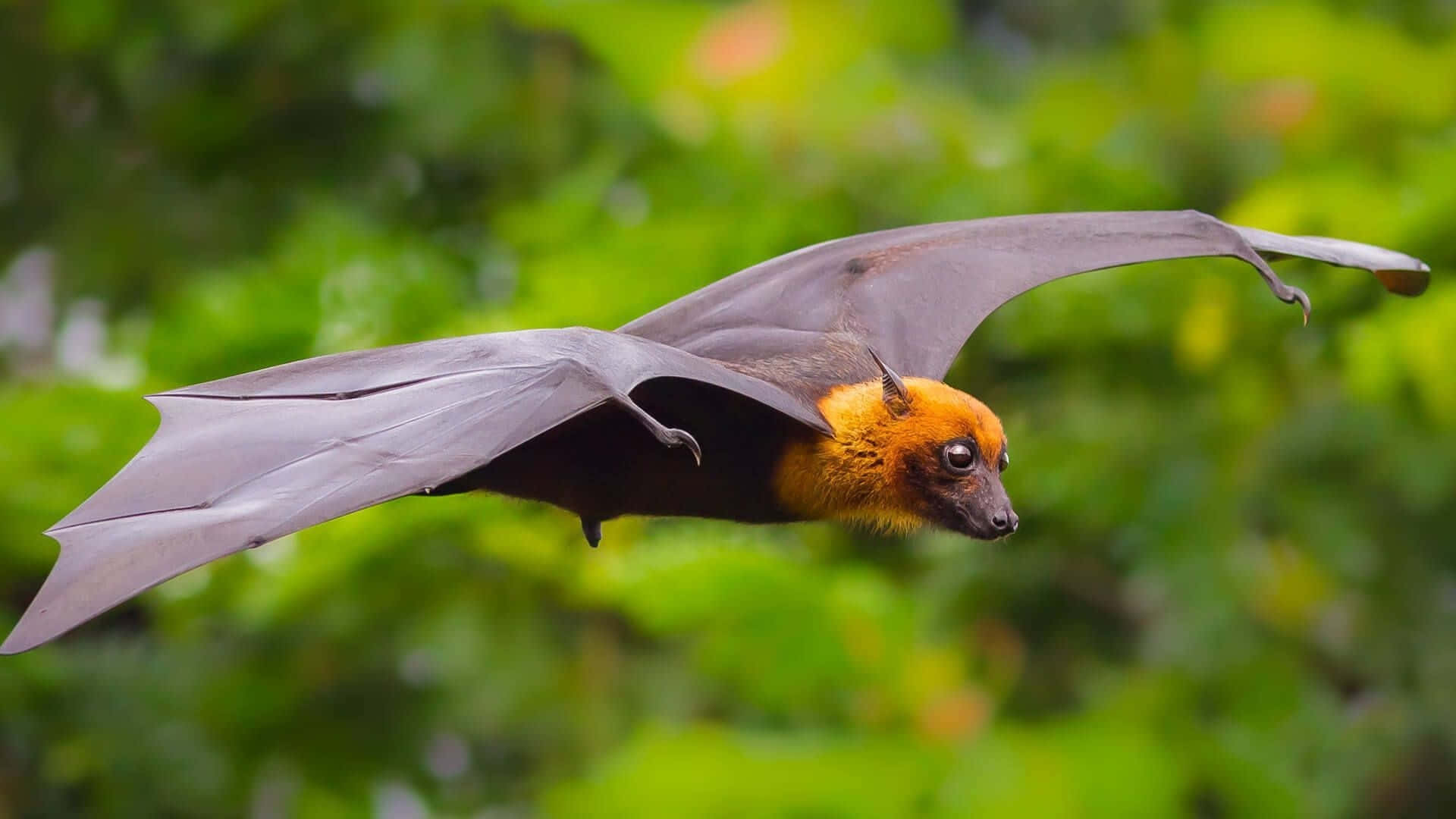 Bat 桌布