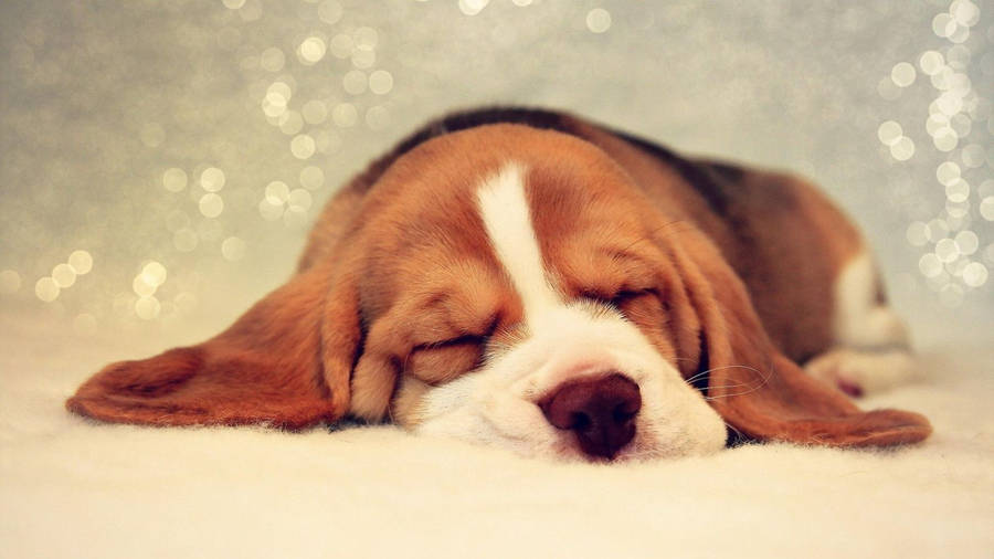 Beagle Dog 桌布