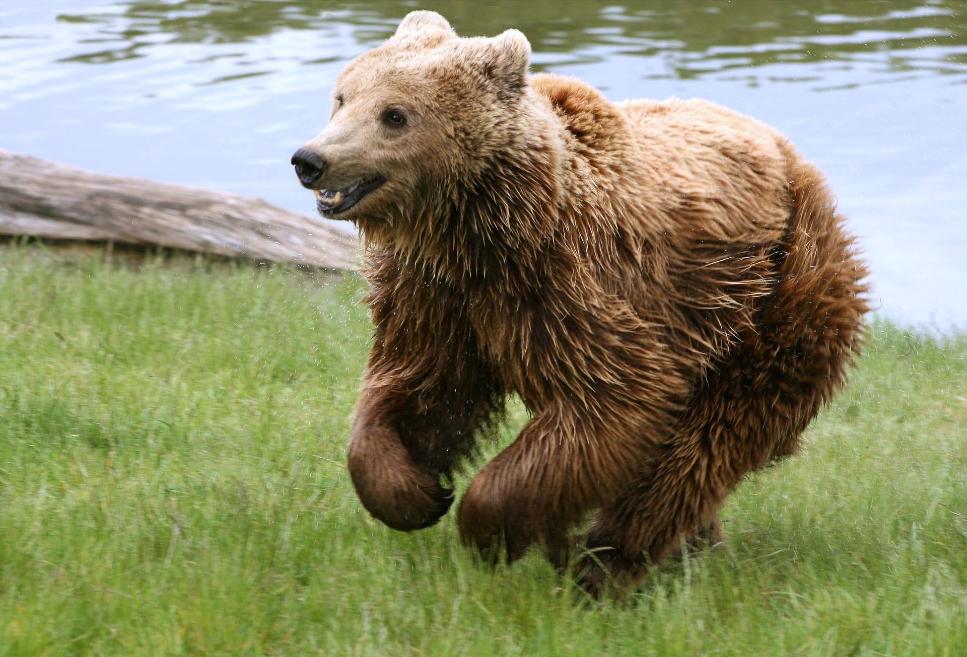 Preview wallpaper bear, walk, run