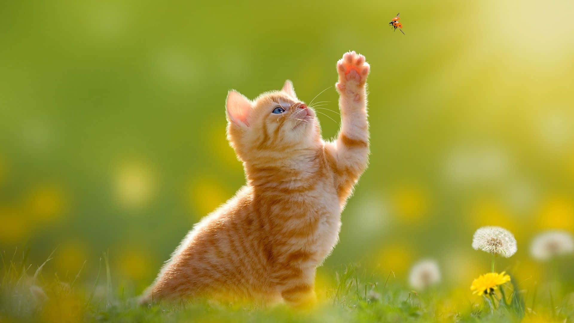 Beautiful Desktop Animal 桌布