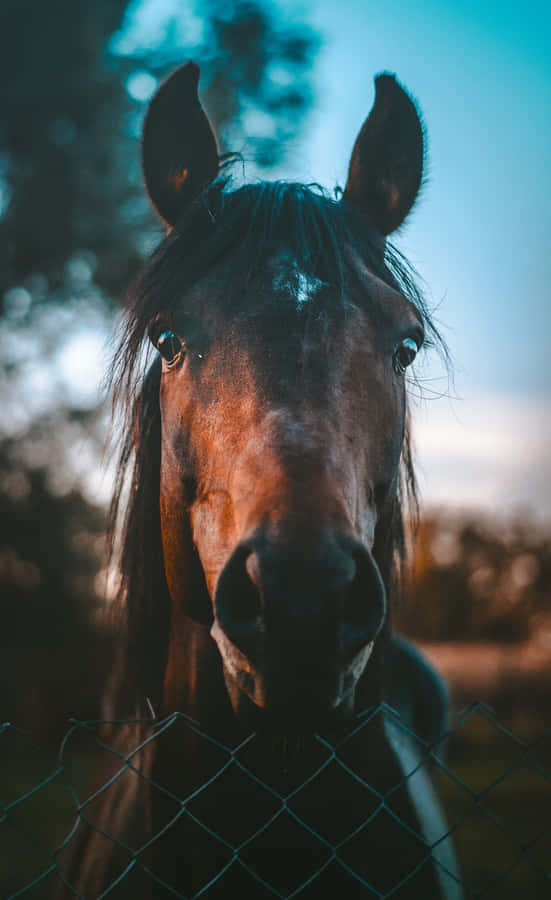 Beautiful Horse iPhone 桌布