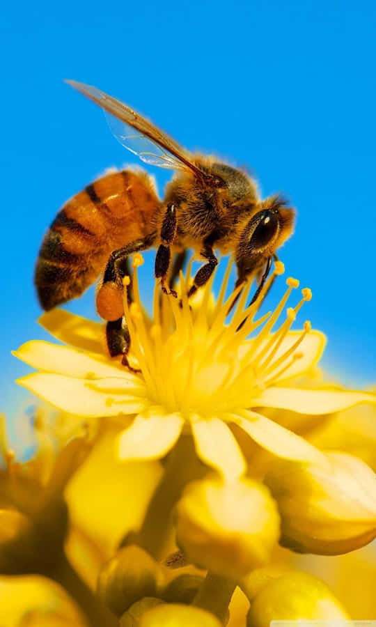 Bee iPhone 桌布