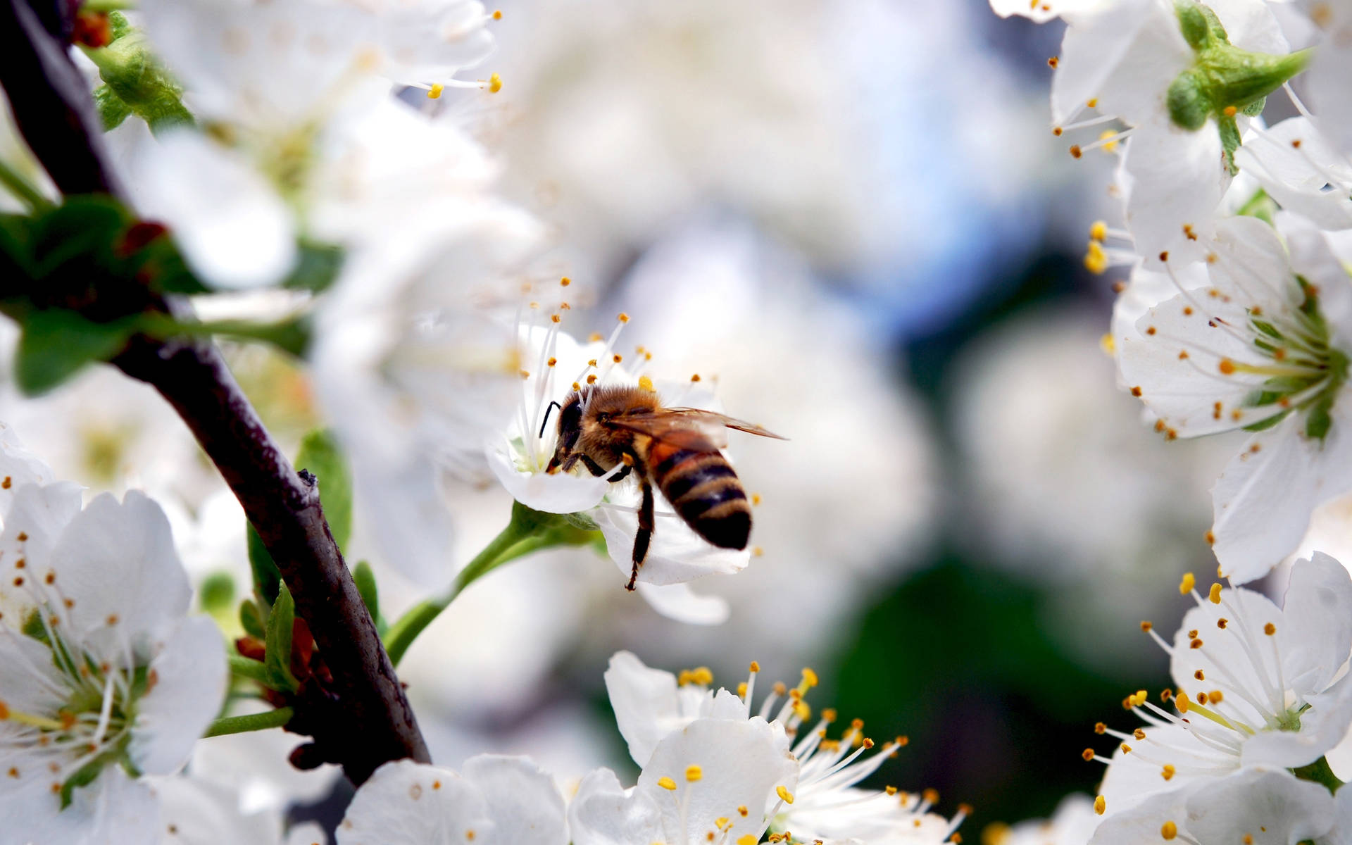 Bee 桌布