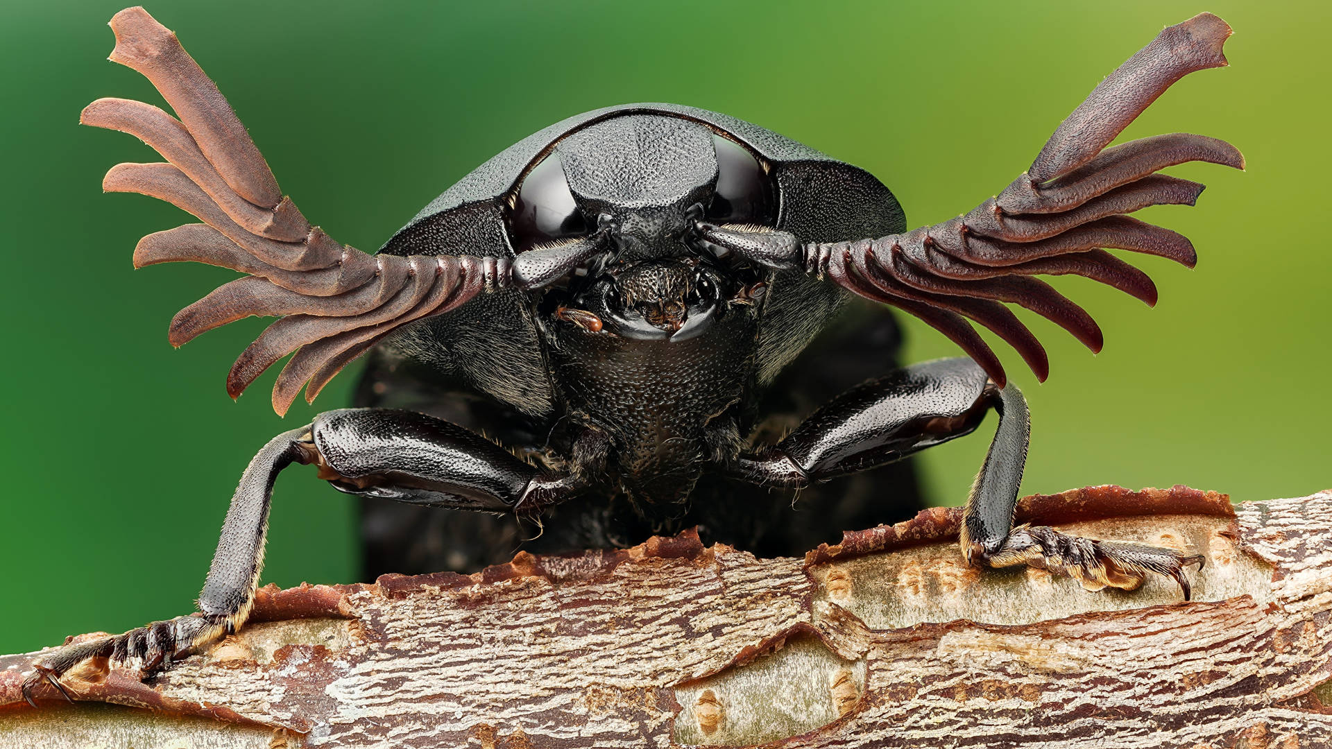 Beetle 桌布