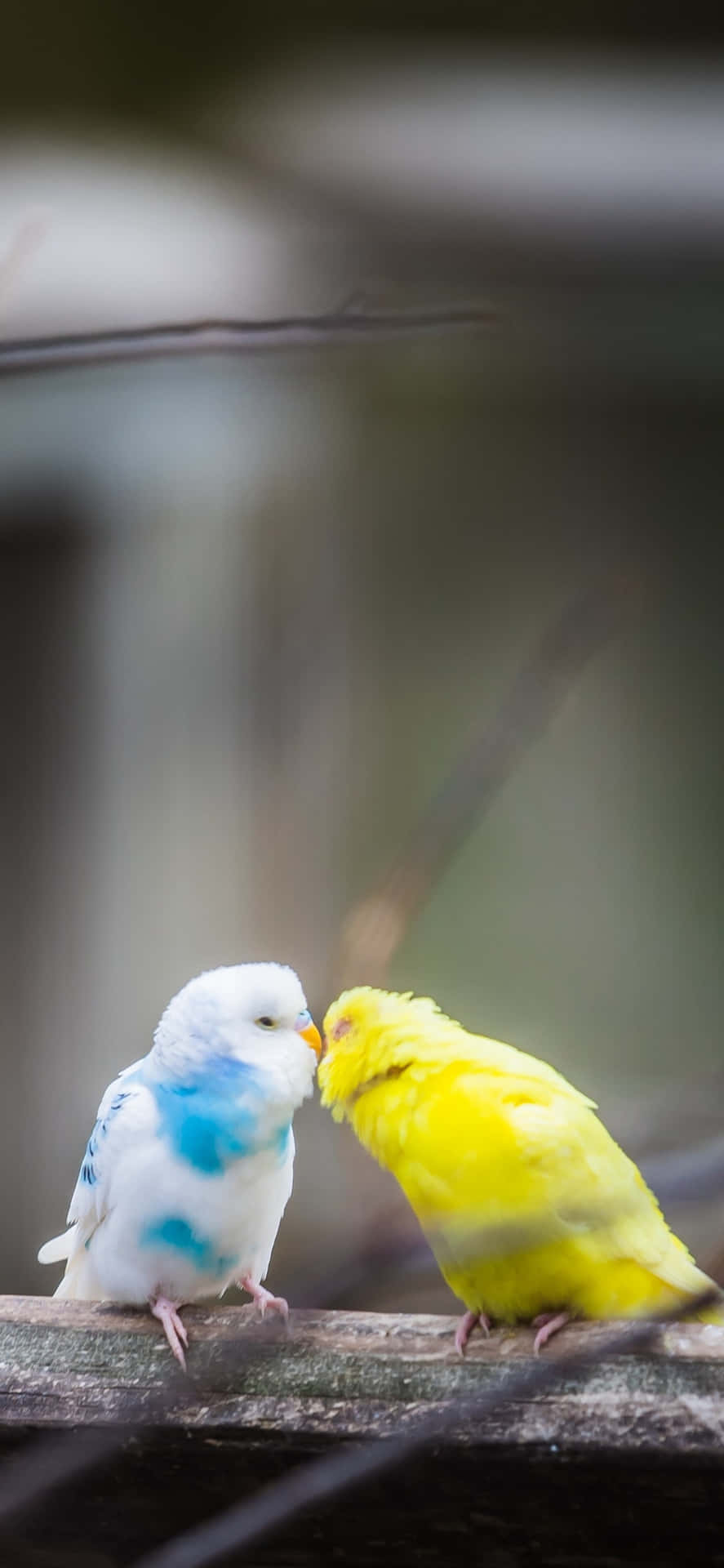 Bird iPhone 桌布