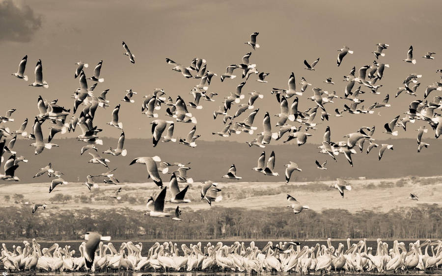 Preview wallpaper birds, nature, field, sky
