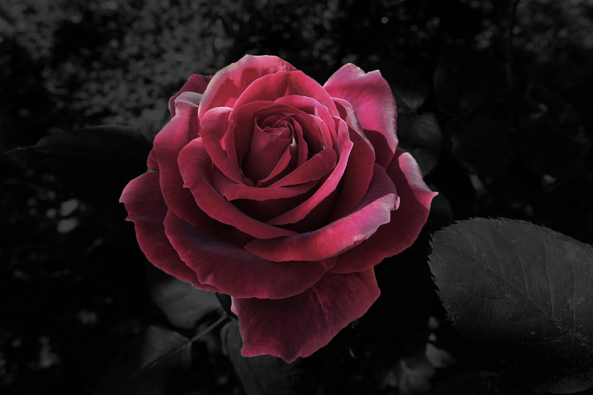Black Aesthetic Rose 桌布